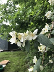 Philadelphus hirsutus