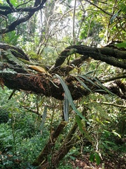 Elaphoglossum callifolium