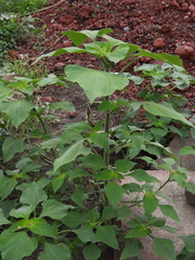 Tithonia tubaeformis
