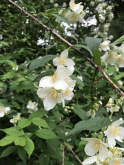Philadelphus hirsutus