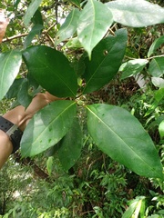 Ficus fistulosa