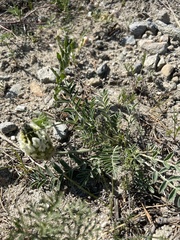 Astragalus lupulinus