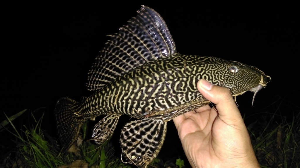 Suckermouth Catfishes