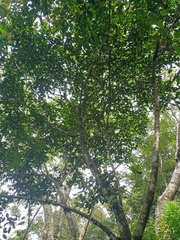 Ficus fistulosa
