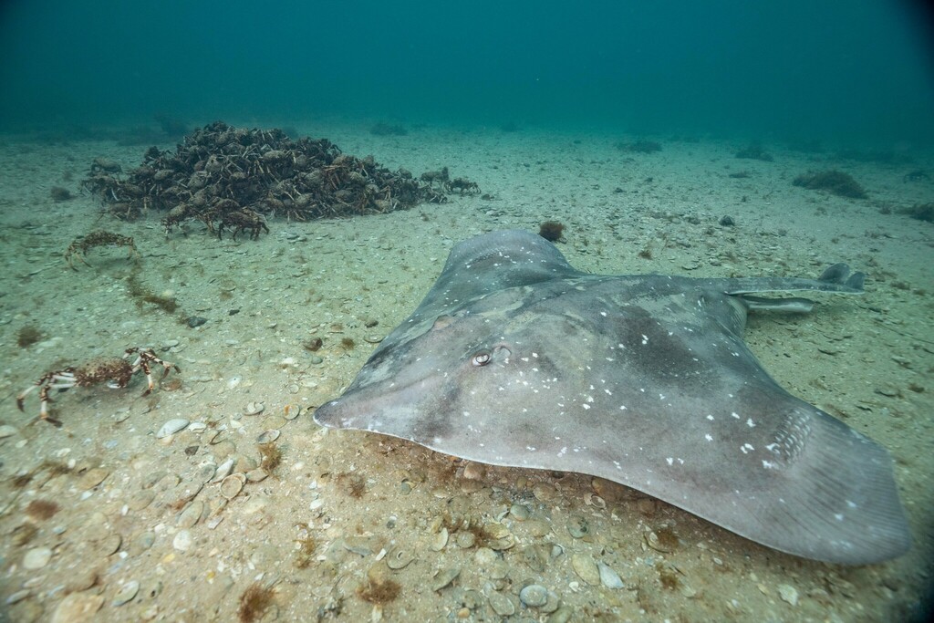 Melbourne skate (Dipturus whitleyi) — Rajidae