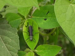 Epicauta curvicornis