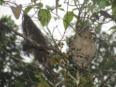 Parachartergus fraternus