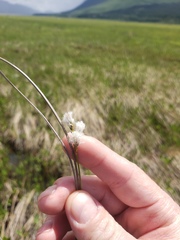 Eriophorum gracile