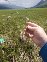Eriophorum gracile