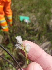 Eriophorum gracile