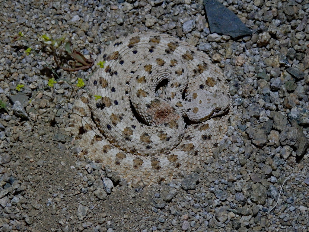 Mojave Desert Sidewinder from Kern County, CA, USA on April 23, 2018 at ...