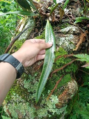Elaphoglossum callifolium