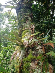 Elaphoglossum callifolium