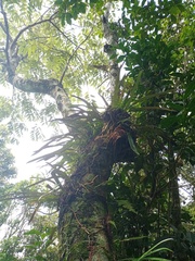 Elaphoglossum callifolium