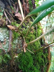 Elaphoglossum callifolium