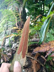 Elaphoglossum callifolium