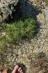 Spergularia tasmanica