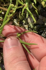 Spergularia tasmanica