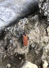 Dictyoptera