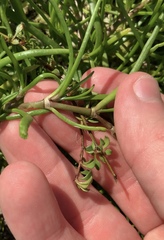 Spergularia tasmanica