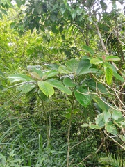 Magnoliopsida