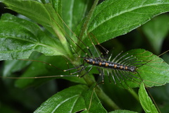 Thereuopoda clunifera