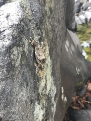 Hyla arenicolor