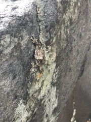 Hyla arenicolor