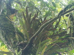 Elaphoglossum callifolium