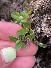 Salix stolonifera