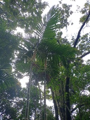 Pinanga coronata
