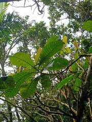Saurauia