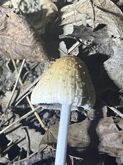 Coprinellus