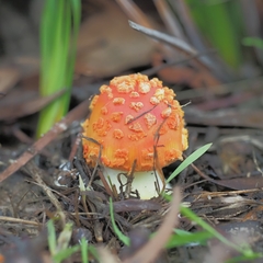 Amanita xanthocephala