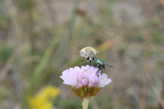 Bombylius minor