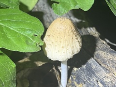 Coprinellus