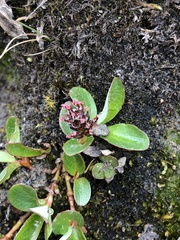 Salix stolonifera