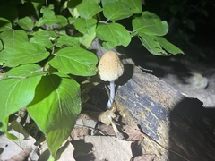Coprinellus
