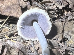 Coprinellus