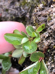 Salix stolonifera