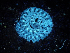 Crotalus cerastes cerastes