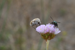 Bombylius minor