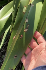 Orthoclydon praefectata