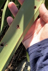 Orthoclydon praefectata