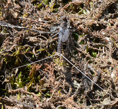 Callibaetis ferrugineus hageni
