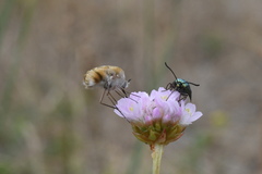 Bombylius minor