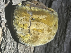 Fuscoporia gilva