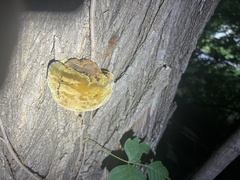 Fuscoporia gilva