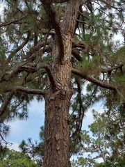 Pinus elliottii densa