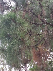 Pinus elliottii densa